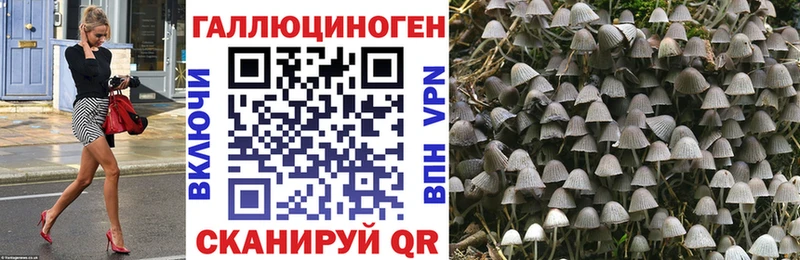 цена наркотик  Циолковский  Псилоцибиновые грибы Psilocybe 